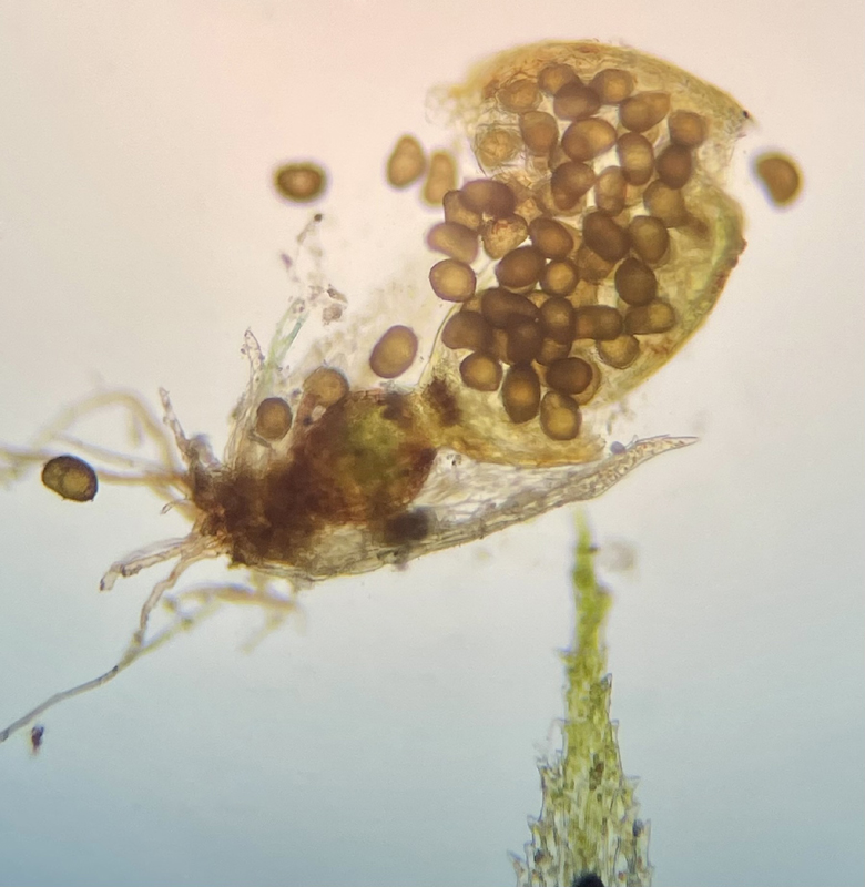 Ephemerum crassinervium